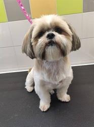 Salon Pielęgnacji Psów i Kotów Kalety - Groomer