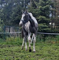 Stajnia w Chmielnie