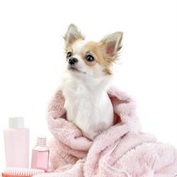 Pet Spa & Boutique