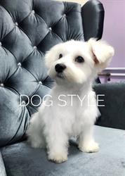 Dog Style - Salon pielęgnacji i strzyżenia psów