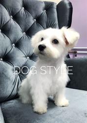 Dog Style - Salon pielęgnacji i strzyżenia psów