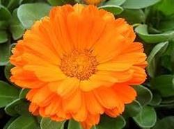 Calendula Sklep Medyczny