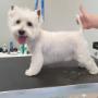 Westie