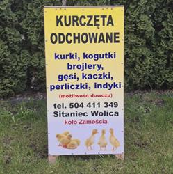 Ferma drobiu I Zamość I M. Kapłon I Możliwość dowozu do 80 km