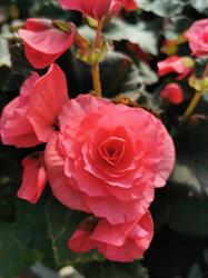 Eko-Flora Gospodarstwo Ogrodnicze Robert i Dorota Gębczyk