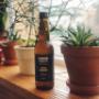 KOKO Kombucha imbir
