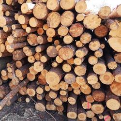 Drewno kominkowe Wycinka drzew Woodfast Marek Maciejewski