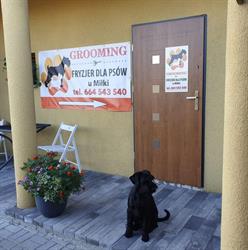 Grooming Fryzjer Dla Psów u Miłki