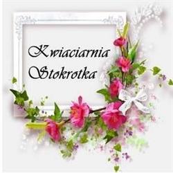 Kwiaciarnia Stokrotka