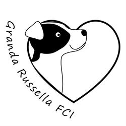 Granda Russella FCI - hodowla Jack Russell Terrier