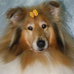 Super Groom - Moja Pasja