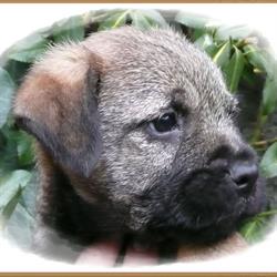 Hodowla Psów Rasowych Róg Wojskiego Franciszek Janowski