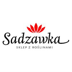 Sadzawka