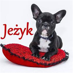 JEŻYK Sklep Zoologiczny