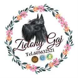 Zielony Gaj