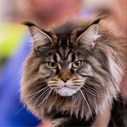 Ilona Lillycubs Maine Coon