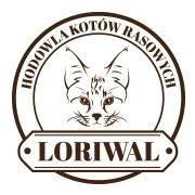 Loriwal Hodowla Kotów Bengalskich