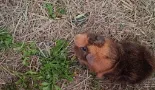 Cavia