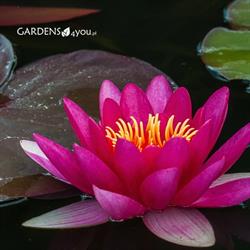 Gardens4You.pl