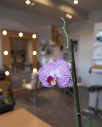 Magnifica Studio