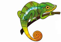 Sklep Zoologiczny Kameleon