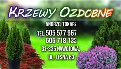 Krzewy Ozdobne - Andrzej Tokarz