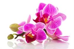 Kwiaciarnia Orchidea Katarzyna Ptasik