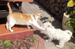 My Pet, My Love