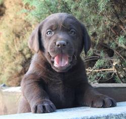Labrador Retriever Hodowla Psów Rasowych FCI z Koła Św. Huberta