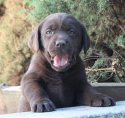 Labrador Retriever Hodowla Psów Rasowych FCI z Koła Św. Huberta