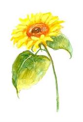 Fiore Mio Kwiaciarnia