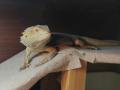 Agama brodata