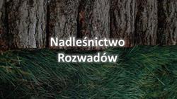 Nadleśnictwo Rozwadów
