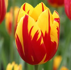 Kwiaciarnia Tulipan