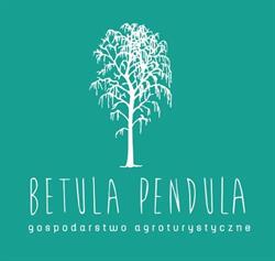 Betula Pendula