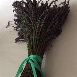 Lawendowa Stajnia