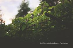 Nowa Kaletka Domki Całoroczne