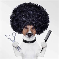 Pedro - Psi Fryzjer