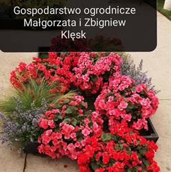 Gospodarstwo ogrodnicze Małgorzata I Zbigniew Klęsk