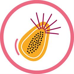 LA PAPAYA