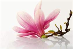 Magnolia Pracownia Florystyczna