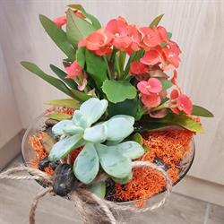 Gardenia pod filarem