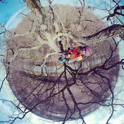 TREE SERVICE Wycinka i pielęgnacja drzew Jelenia Góra
