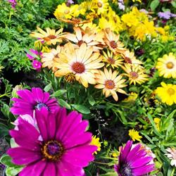 TS Garten