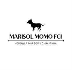 Marisol MOMO FCI hodowla Mopsów i Chihuahua