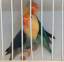 Agapornis