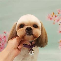 Dog Chic Groomer Szczecin, Fryzjer dla psa, kurs groomerski
