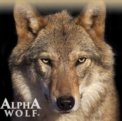 Sklep Alphawolf.pl - karma i akcesoria dla zwierząt