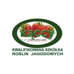 Owoce i sadzonki truskawek. Kwalifikowana Szkółka Kąccy. Maliny i świdośliwa.