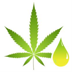 Cannabis Nature - polskie konopie lecznicze, olejki CBD